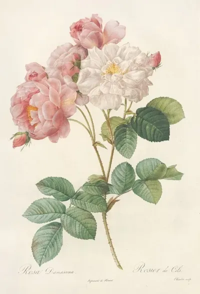 Rosa Damascena 3