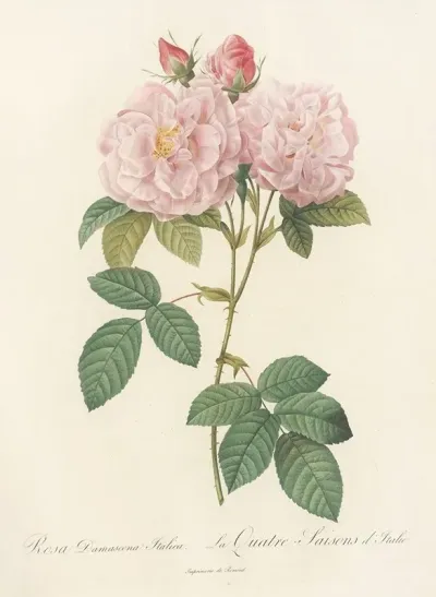 Rosa Damascena Italica