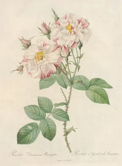 Rosa Damascena Variegata