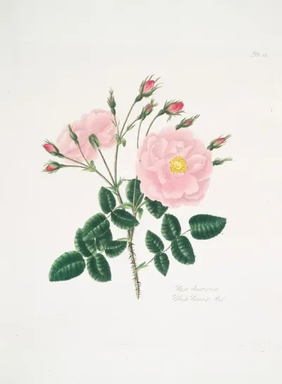Rosa Damascena5