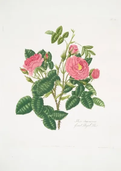 Rosa Damascena6
