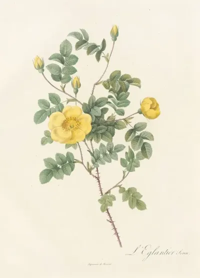 Rosa Eglanteria Luteola