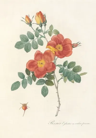Rosa Eglanteria Var Punicea