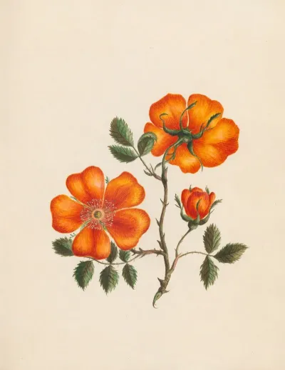 Rosa Eglanteria Yellow Sweet Briar