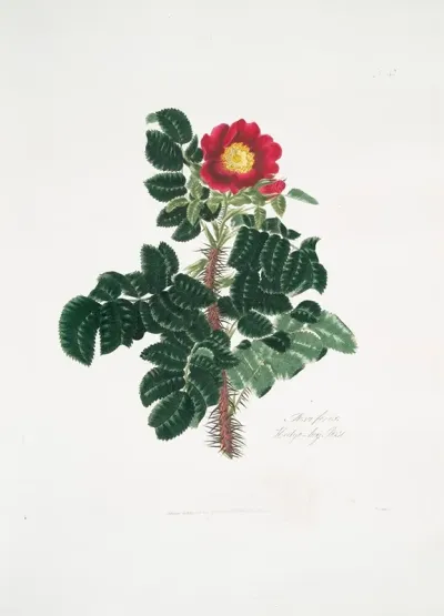 Rosa Ferox