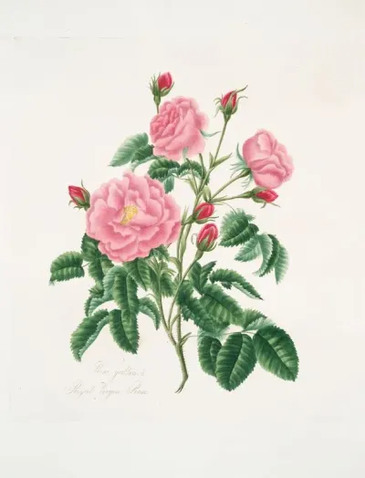 Rosa Gallica 2