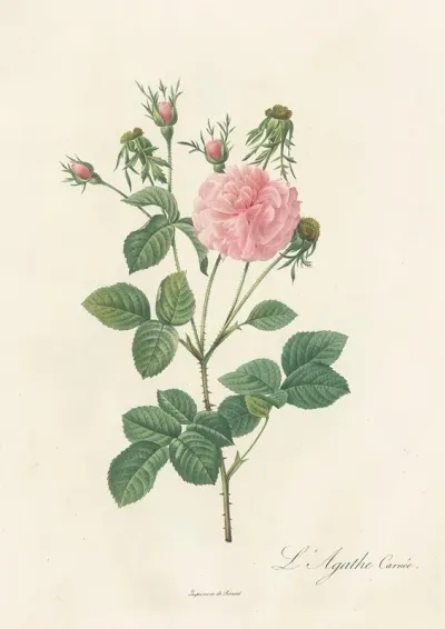 Rosa Gallica Agatha Incarnata