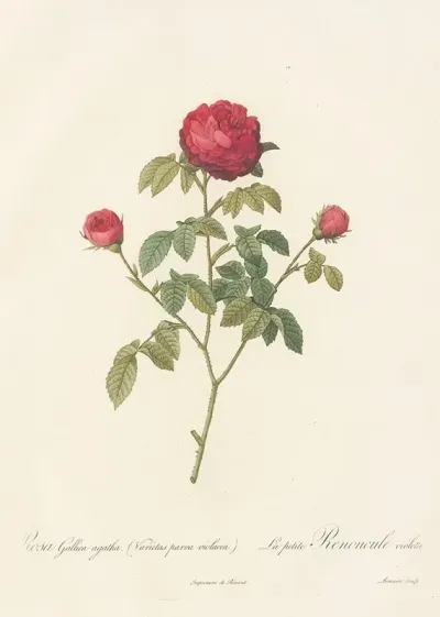 Rosa Gallica Agatha Var Parva Violacea