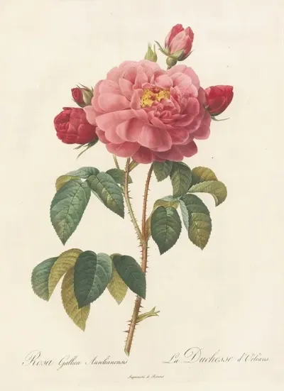 Rosa Gallica Aurelianensis
