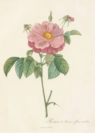 Rosa Gallica Flore Marmoreo