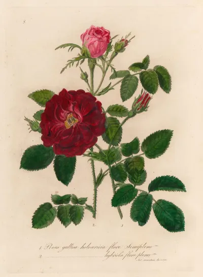 Rosa Gallica Holosericia Flore Semipleno And 2 Rosa Gallica Holosericia Hybricla Flore Pleno