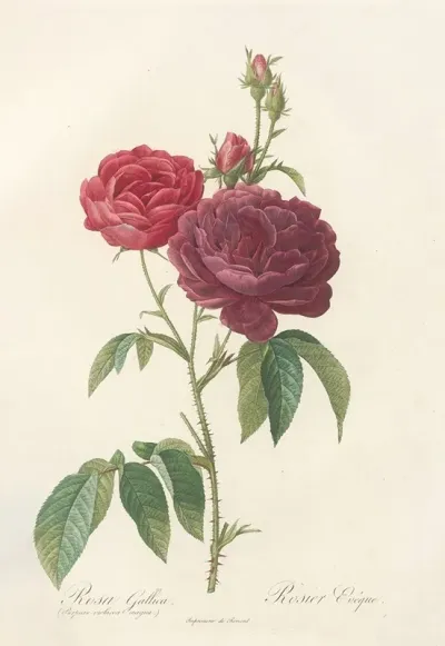 Rosa Gallica Purpuroviolacea Magna