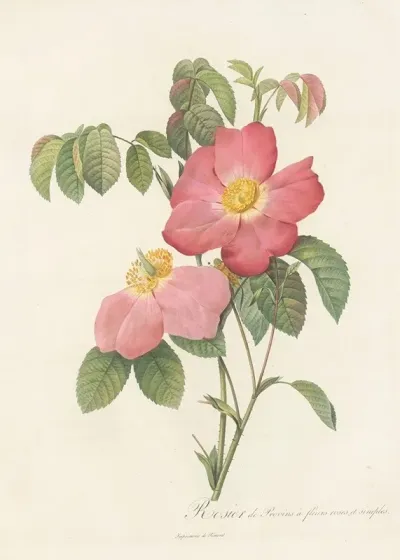 Rosa Gallica Rosea Flore Simplici