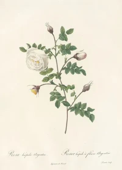 Rosa Hispida Argentea