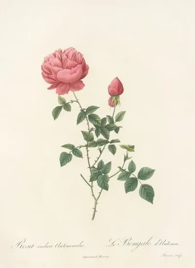 Rosa Indica Automnalis
