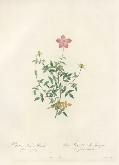 Rosa Indica Pumila Flore Simplici