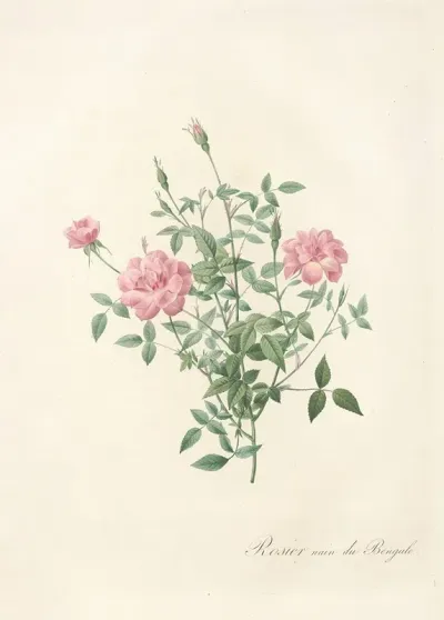 Rosa Indica Pumila