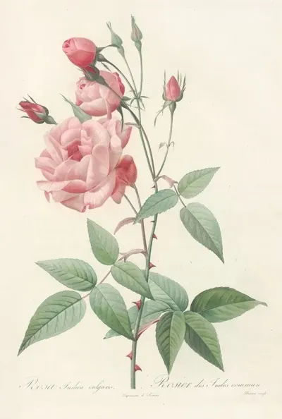 Rosa Indica Vulgaris