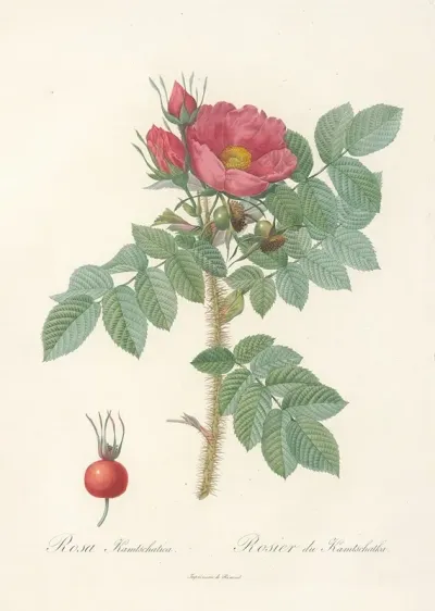 Rosa Kamtschatica