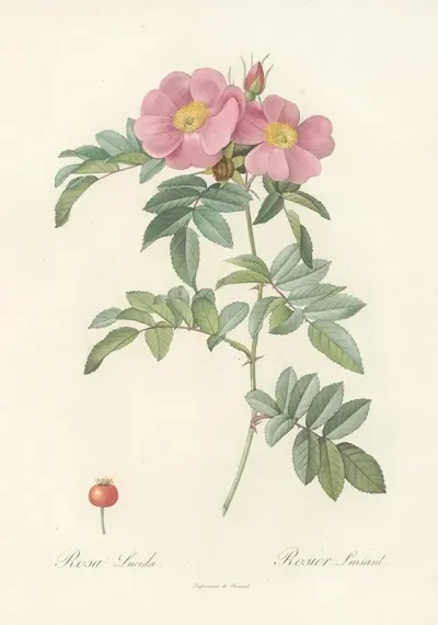 Rosa Lucida