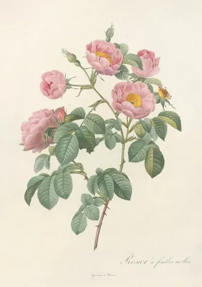 Rosa Mollissima Flore Submultiplici