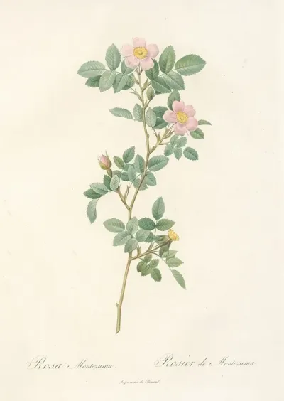 Rosa Montezuma