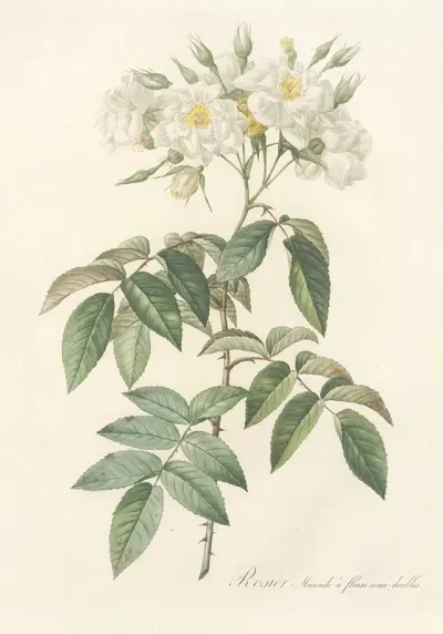 Rosa Moschata Flore Semi Pleno