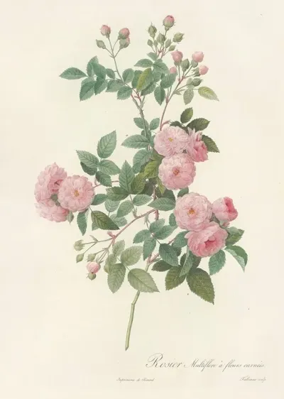 Rosa Multiflora Carnea