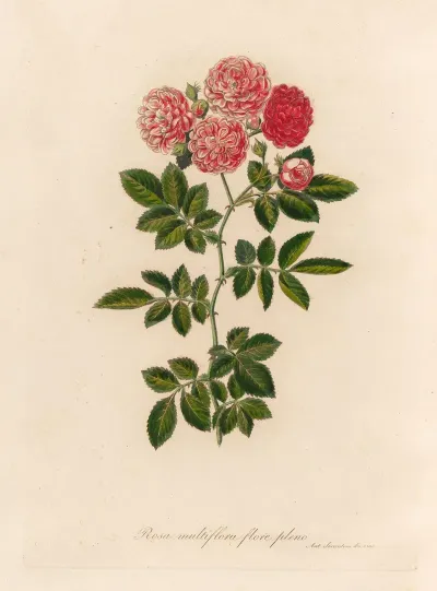 Rosa Multiflora Flore Pleno