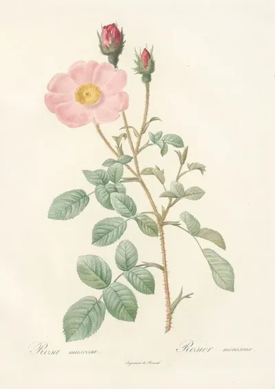 Rosa Muscosa Simplex