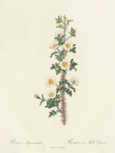 Rosa Myriacantha