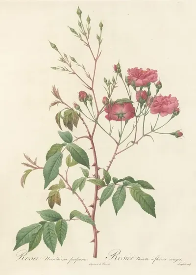 Rosa Noisettiana Purpurea