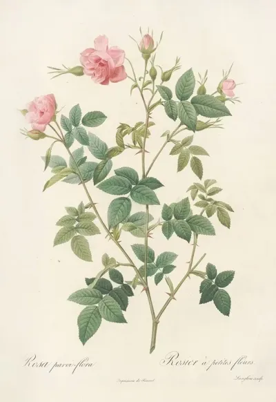 Rosa Parvi Flora Var Flore Multiplici