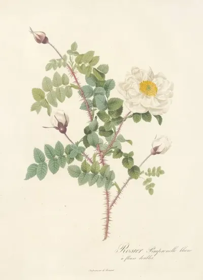 Rosa Pimpinellifolia Alba Flore Multiplici