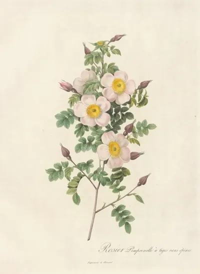 Rosa Pimpinellifolia Inermis