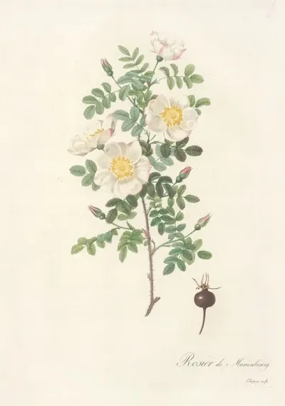 Rosa Pimpinellifolia Mariaeburgensis