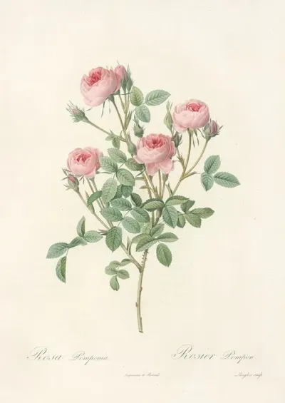 Rosa Pomponia