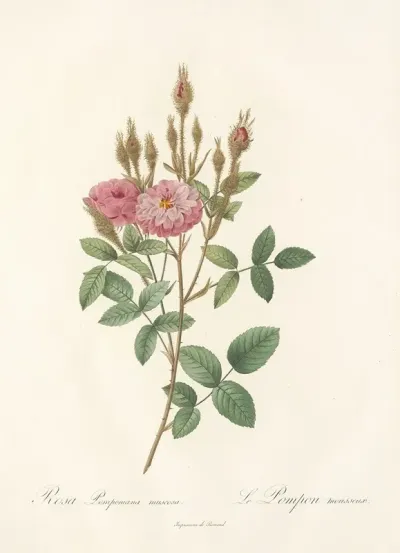 Rosa Pomponiana Muscosa