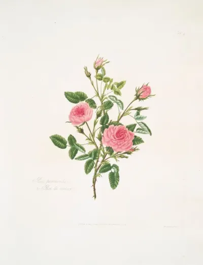 Rosa Provincialis Or Rose De Meaux