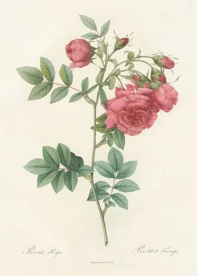 Rosa Rapa