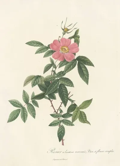 Rosa Reclinata Flore Simplici