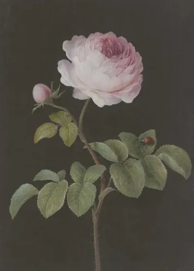 Rosa Rose Rosa Mit Einem Braunen Kafer