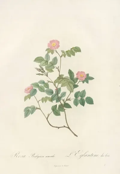 Rosa Rubiginosa Nemoralis