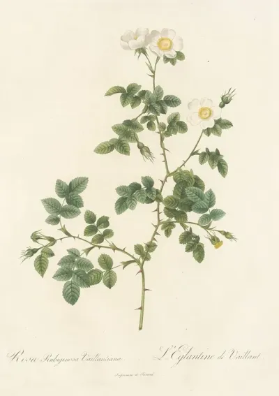 Rosa Rubiginosa Vaillantiana