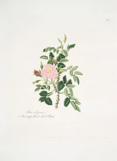 Rosa Rubiginosa