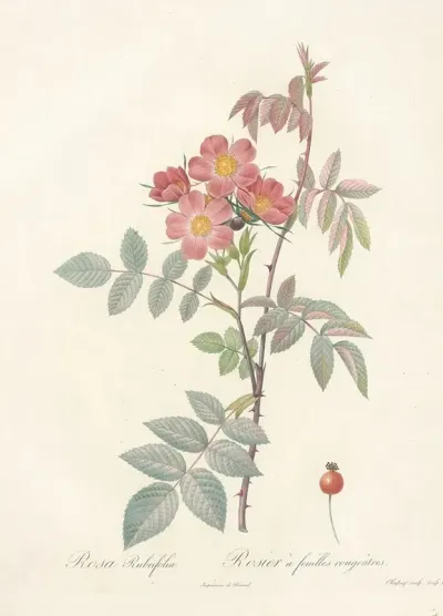 Rosa Rubrifolia