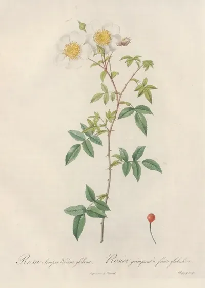 Rosa Semper Virens Globosa