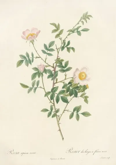 Rosa Sepium Rosea