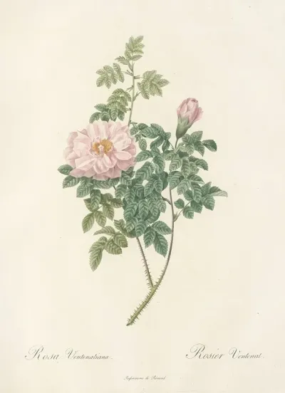 Rosa Ventenatiana