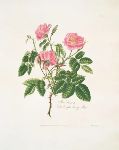 Rosa Villosa